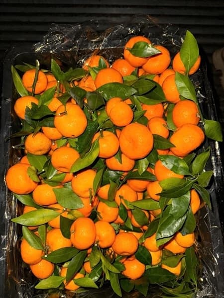 Quýt siêu ngọt