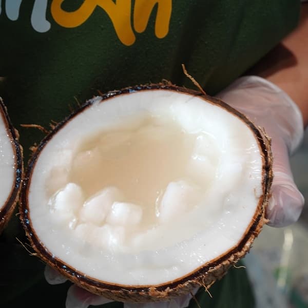 Dừa sáp Trà Vinh