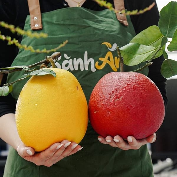 Bưởi đỏ tiến Vua
