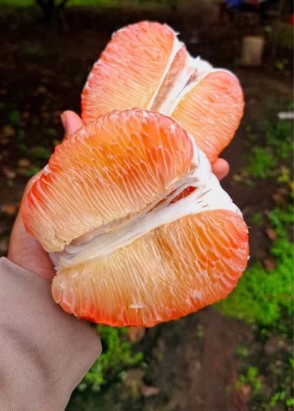 Bưởi da xanh Tam Tân 3