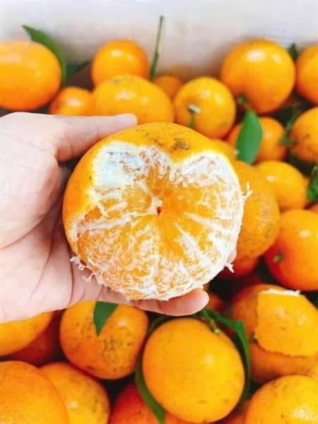 Quýt ngọt Bình Liêu Bắc Giang