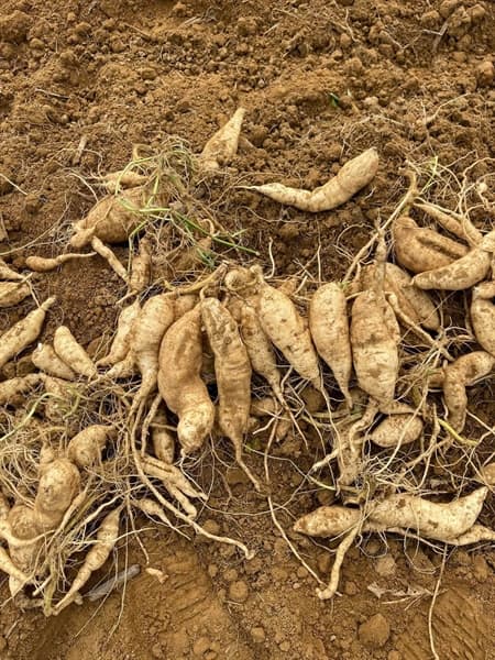 Khoai bông bở Nghệ An 3