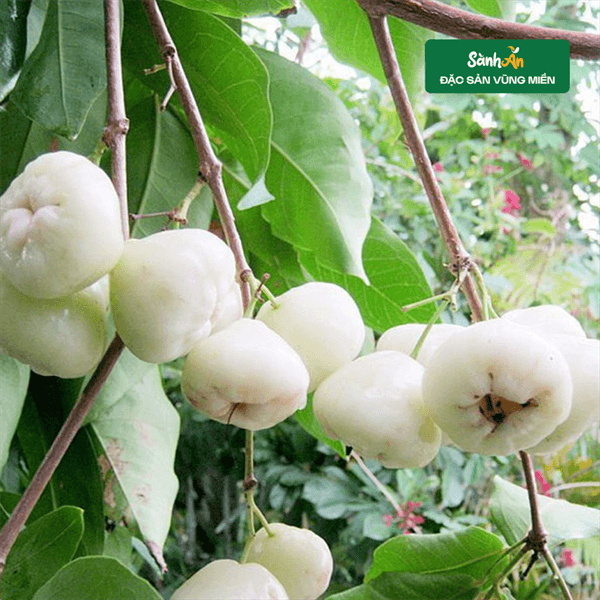 Roi sữa An Giang 3