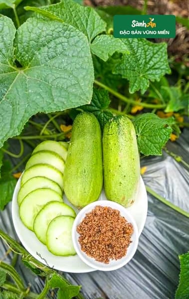 Dưa nếp Mèo 3