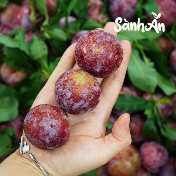Mận hậu Sơn La 4