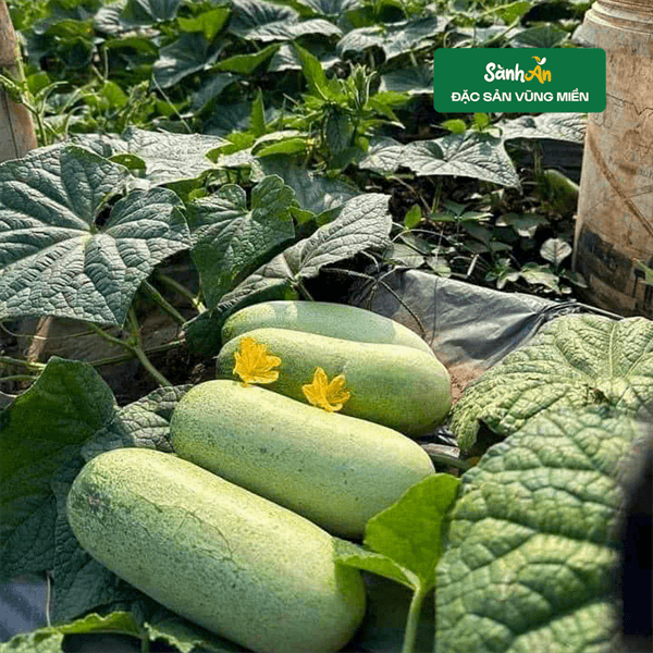 Dưa nếp Mèo 4