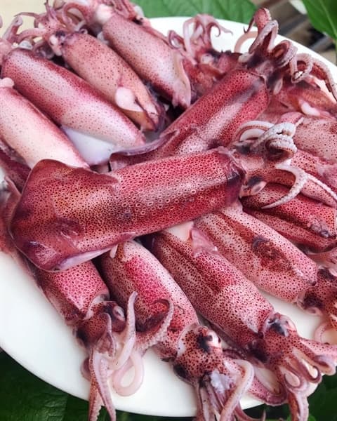 Mực nháy Cửa Lò