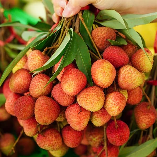 Vải Thiều Thanh Hà 2