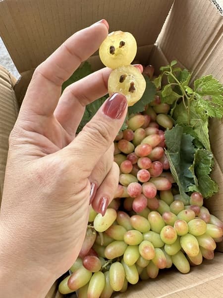 Nho Hồng Nhật Ninh Thuận