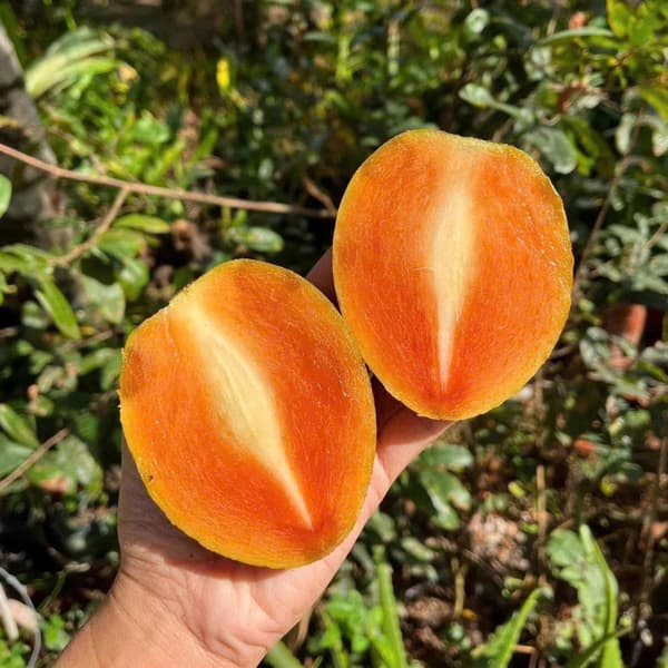 Hồng xiêm Mexico