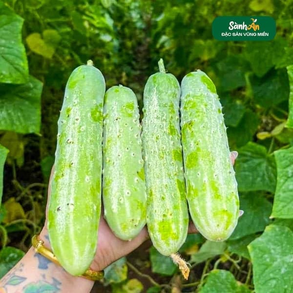 Dưa chuột nếp Sơn La
