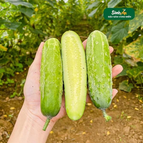 Dưa chuột nếp Sơn La 2