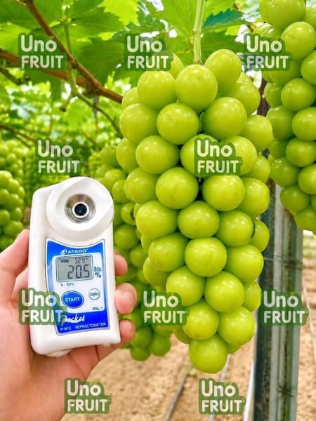 Nho Sữa Uno 2
