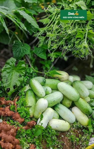 Dưa mèo Điện Biên
