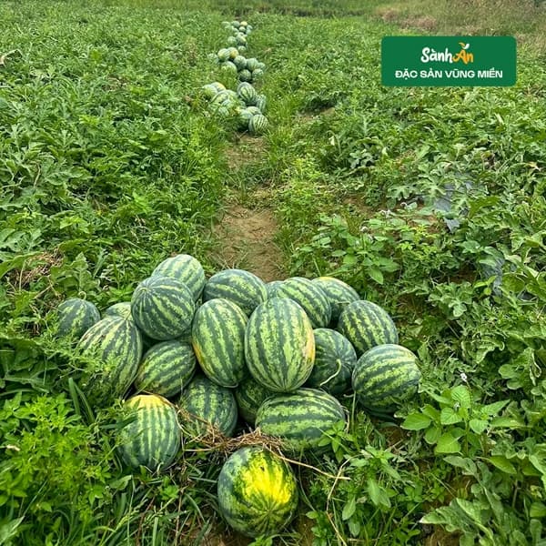 Dưa hấu mini bãi bồi Sông Lam 3