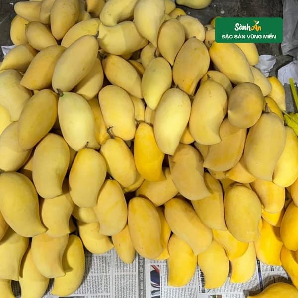 Xoài móc câu 2