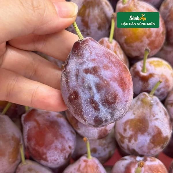 Mận đường nhót 3