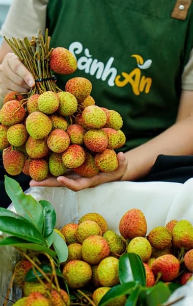 Vải U Hồng Bắc Giang