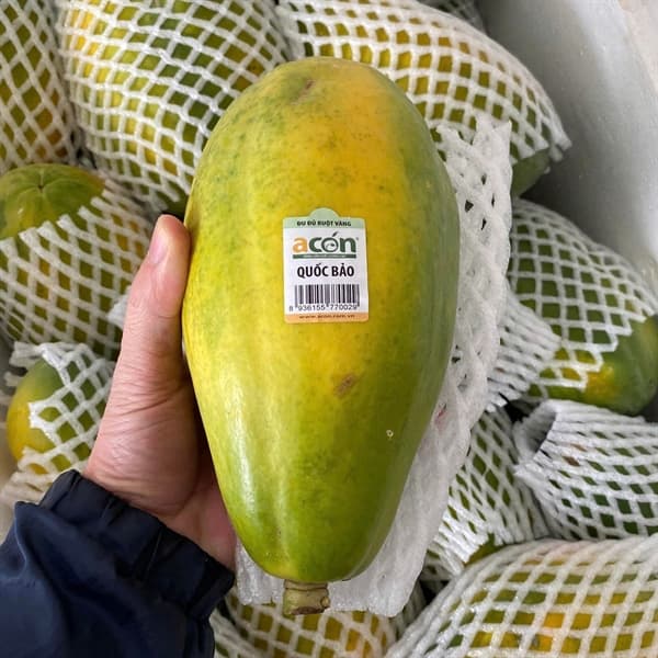 Đu đủ A Cón 3