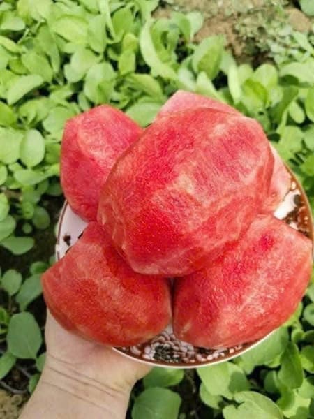 Dưa hấu dé Ninh Thuận 3