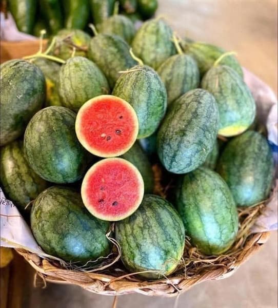 Dưa hấu dé Ninh Thuận 4
