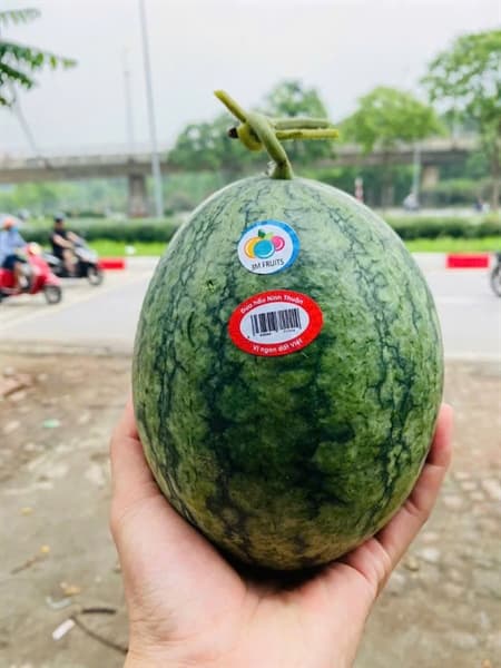 Dưa hấu dé Ninh Thuận 2