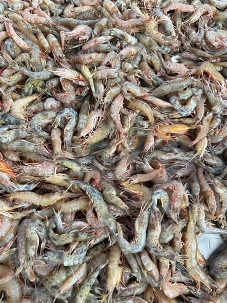 Tôm Sắt 500g 3