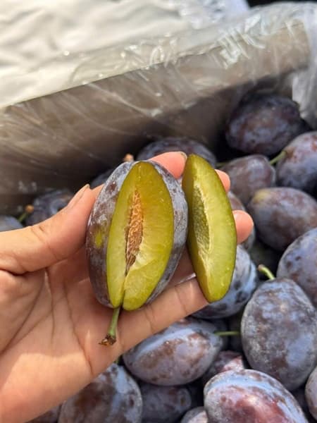 Mận đường Úc 2