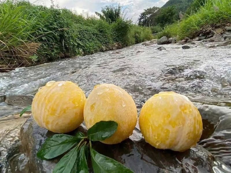 Mận cau 4