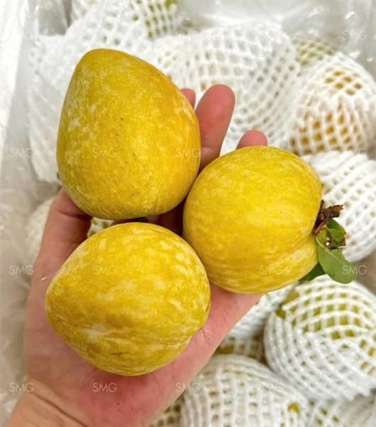 Mận cau 3