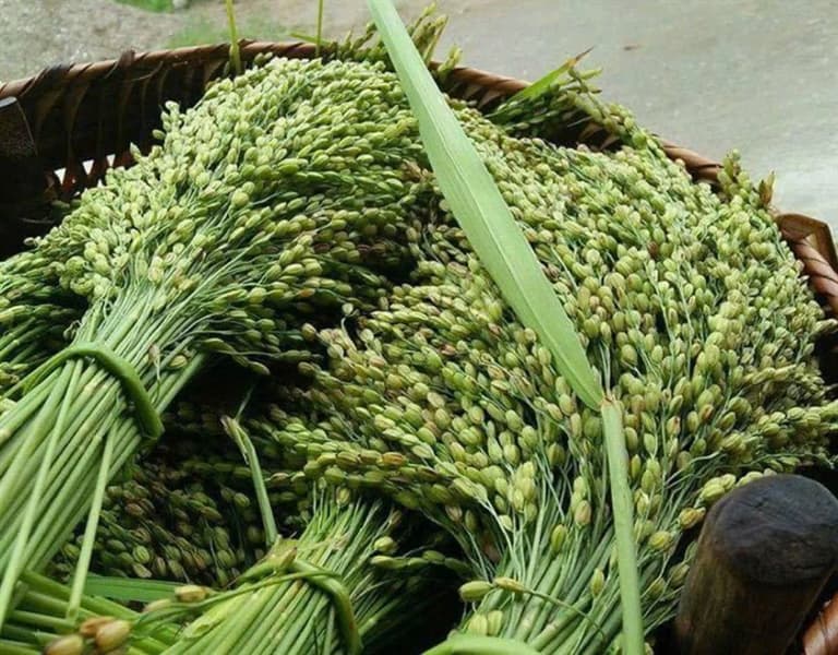 Quẩy nếp Tú Lệ 3