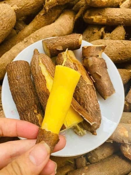 Sắn dẻo ruột vàng 4