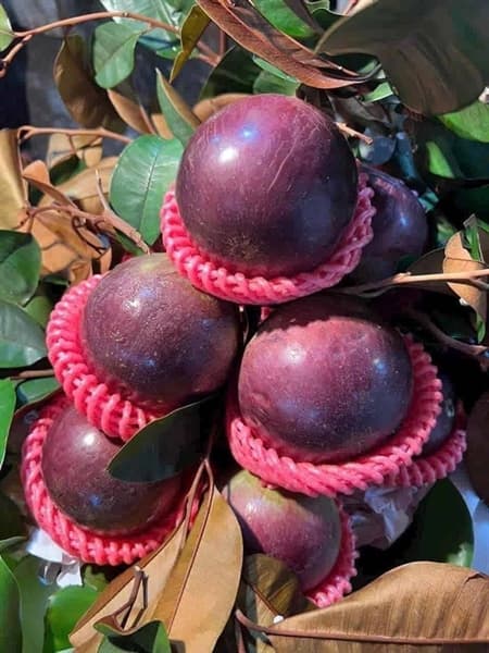 Vú sữa tím Lò rèn 3
