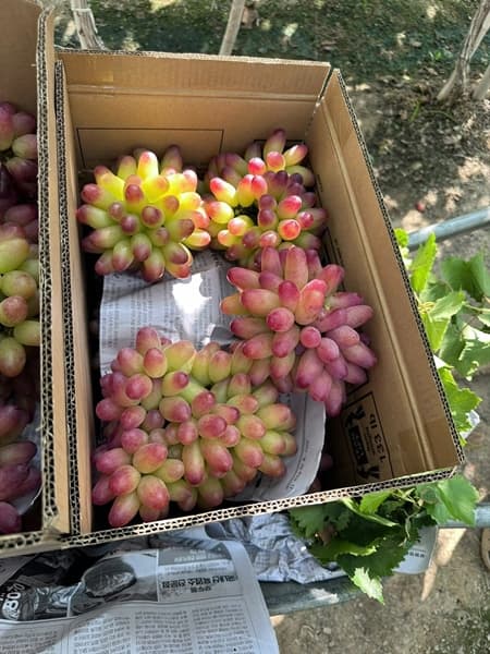 Nho Hồng Nhật Ninh Thuận 5