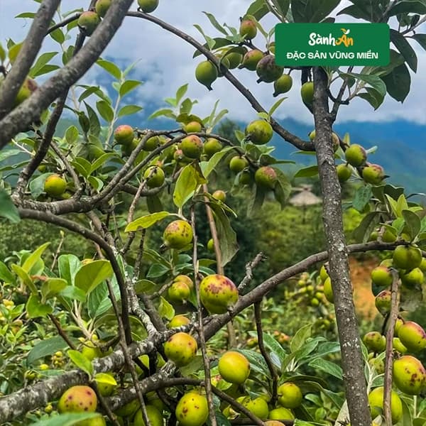 Giấm táo mèo 1 lít 2