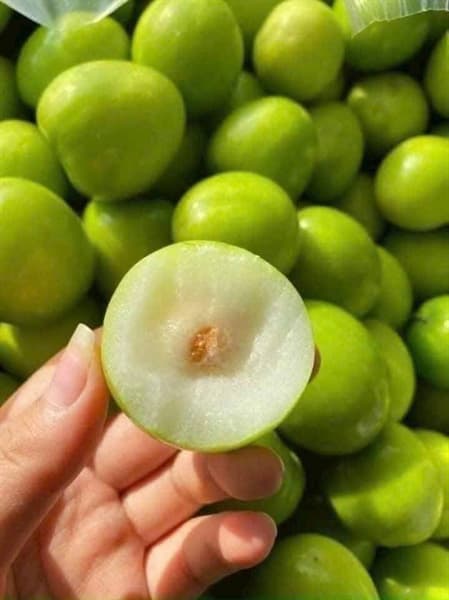 Táo gió Ninh Thuận