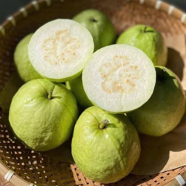 Ổi Lê Di Trạch 2