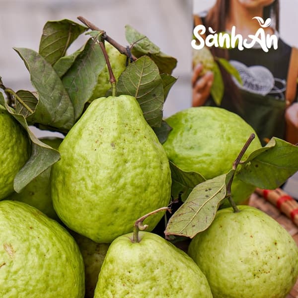 Ổi Lê Di Trạch 4