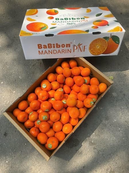 Quýt Babibon 2
