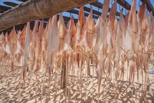 Mực khô Vân Đồn Quảng Ninh 4