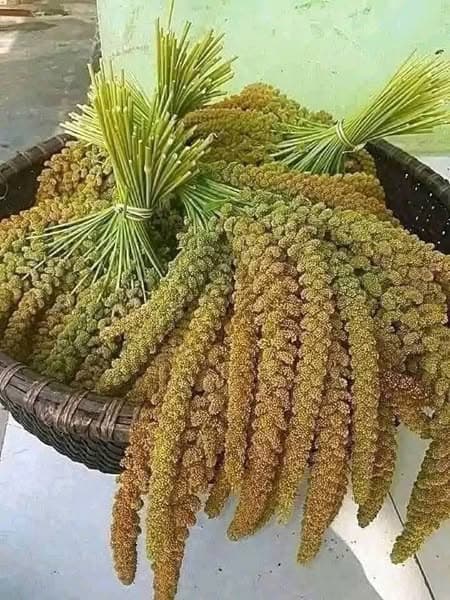 Kê nếp 500g 4