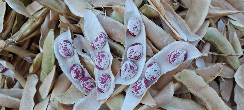 Đậu Ngự 500g 3