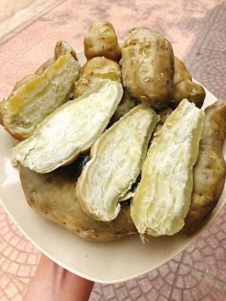 Khoai lang trắng bở Điện Biên 2