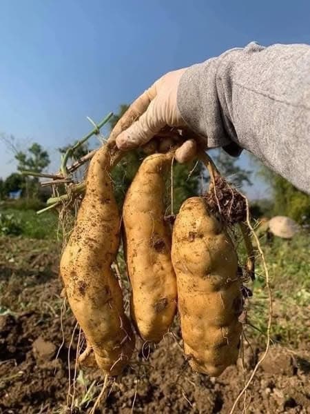 Khoai lang trắng bở Điện Biên 4