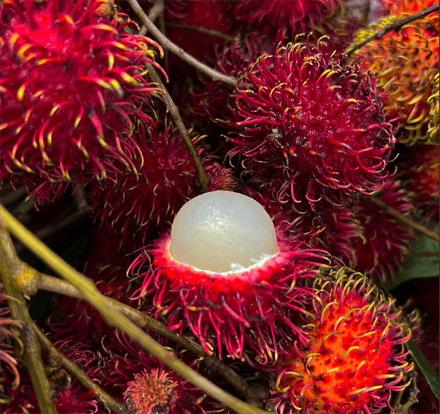 Chôm chôm Long Khánh 3