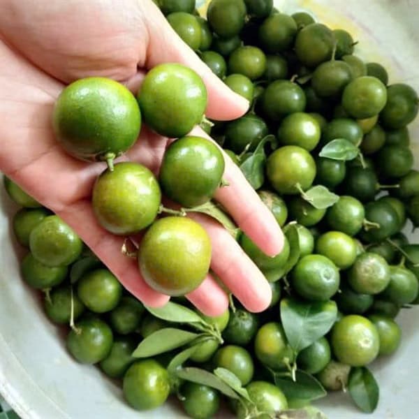 Quất xanh quả 2