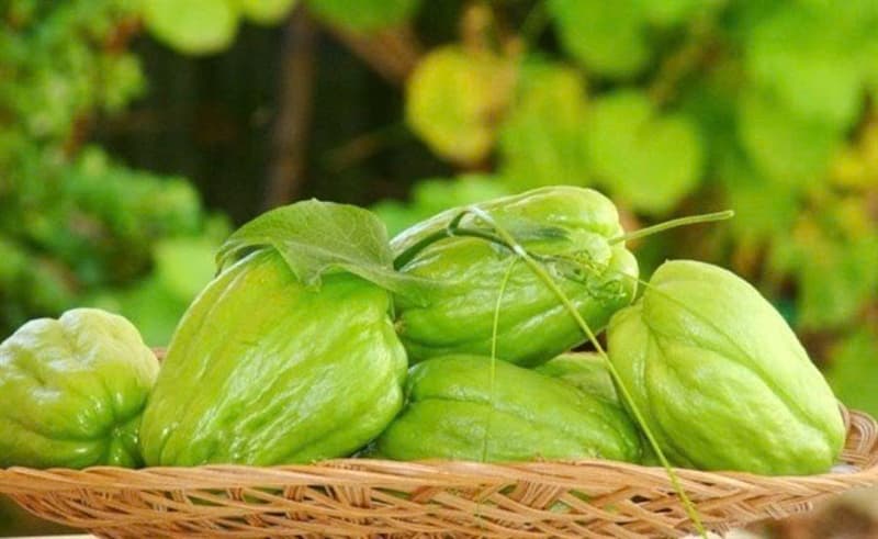 Su su quả