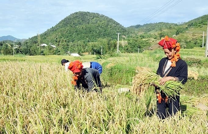 Gạo Séng Cù xanh Mường Vi 2