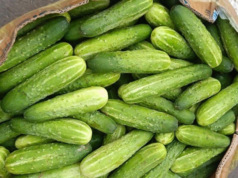 Dưa chuột nếp Nghệ An 2