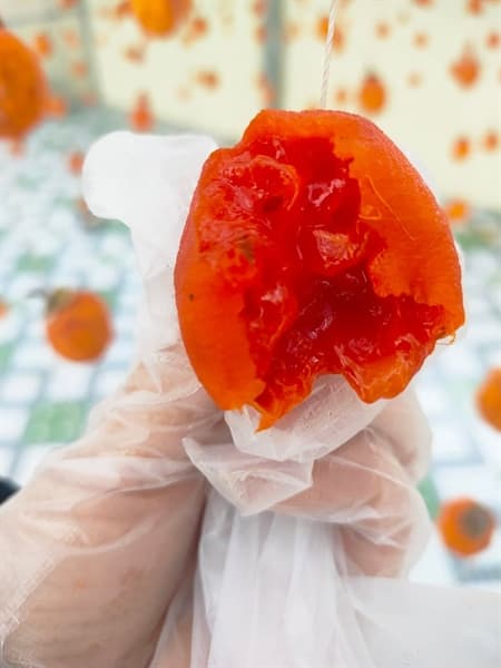 Hồng treo gió Lạng Sơn 2
